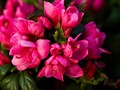 Rhododendron Melina IMG_2180 Azalia